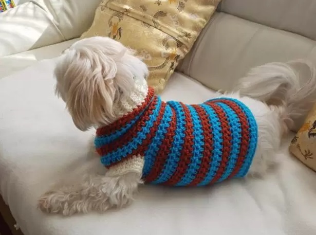 Dandy dog sweater - Handmade Learning Here